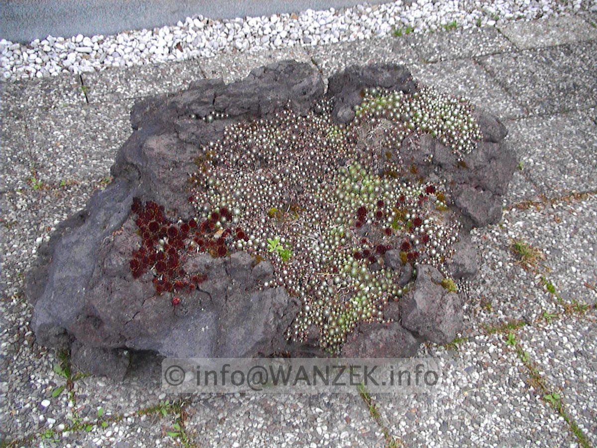 Sempervivum hybridum in Sorten 12 auf Stein.jpg